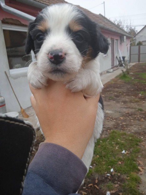 Ingyen elvihet tacsk-spniel-shih tzu keverk kani kiskutyk