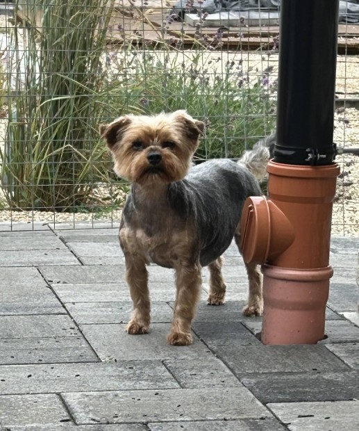 Ingyen elvihet yorkshire terrier