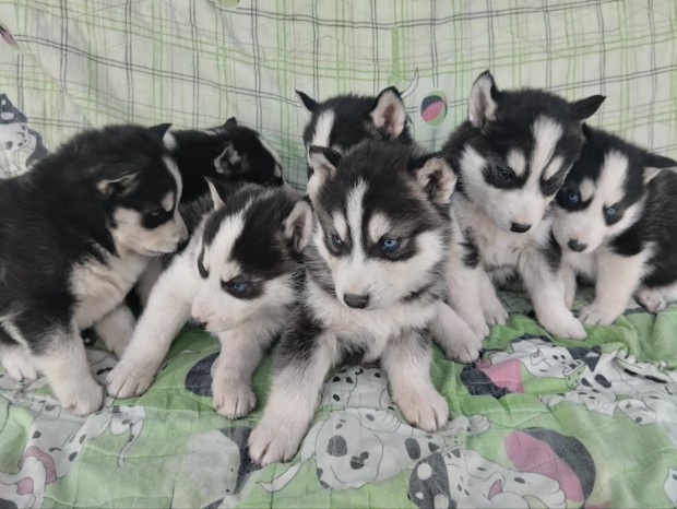 Ingyen fajtatiszta jelleg szibriai husky 