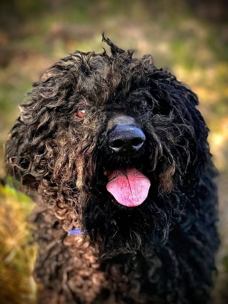 Ingyen kutyus: Bog�r gazdit keres