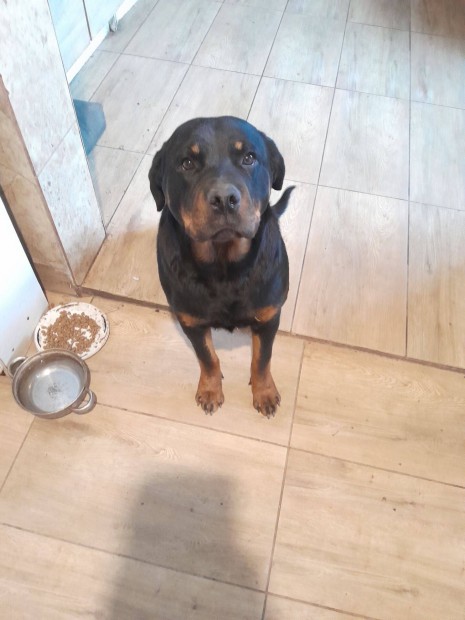 Ingyen rottweiler szuka