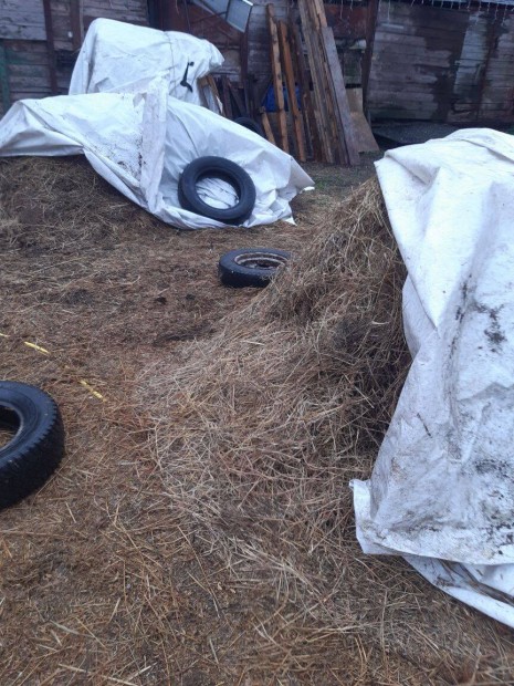 Ingyen sz�na, lucerna