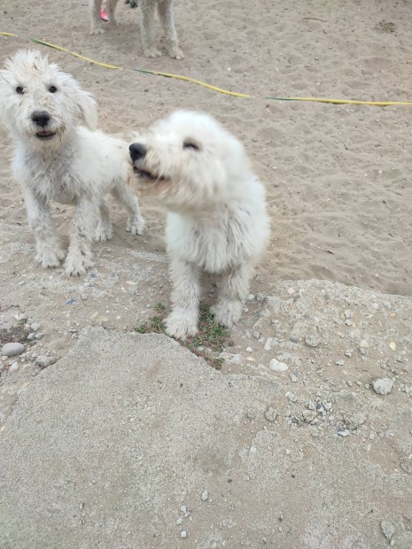 Ingyenes komondor jelleg kiskutyk!