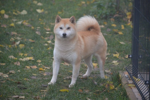 Ingyenesen rkbefogadhat Shiba Inu szuka