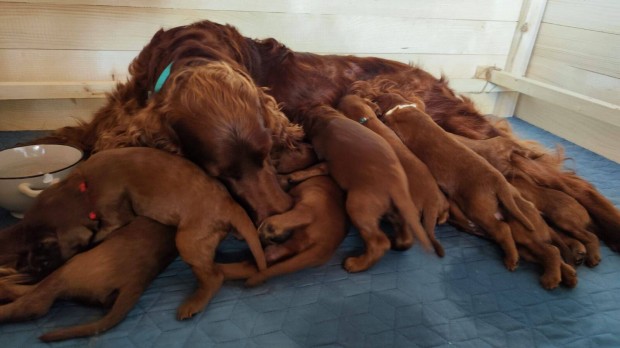 Ir Szetter / Irish Setter trzsknyvvel (FCI-regisztrlt tenyszts)