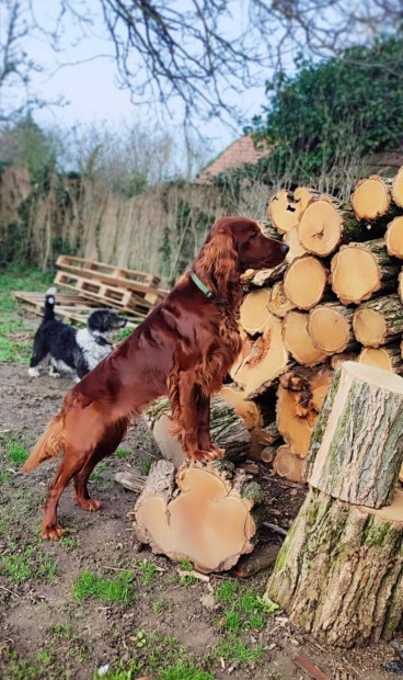 �rszetter, �r szetter fajtatiszta jellg� k�ly�kkuty�k