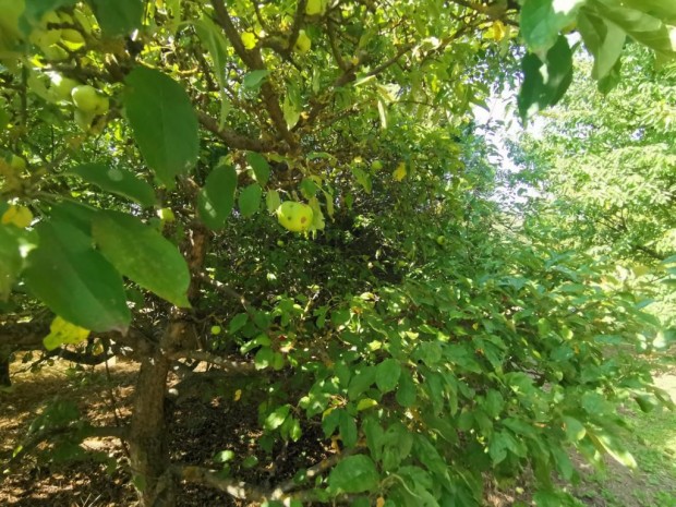 Iszkaszentgy�rgyi elad� 808 nm-es telek