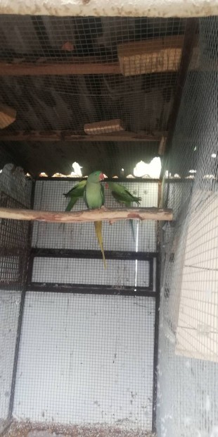 Ivarrett nagysndor papagj s fiatal