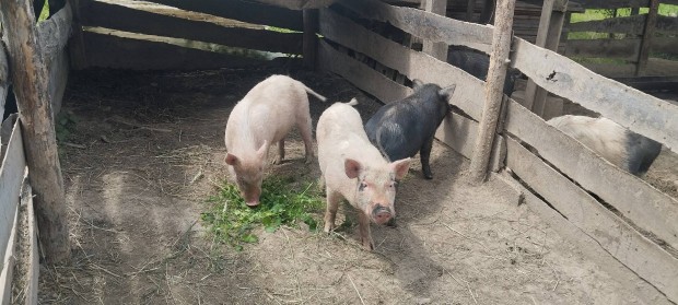 Ivaros csüngőhasú kan malacok 1 fizet 2 kap