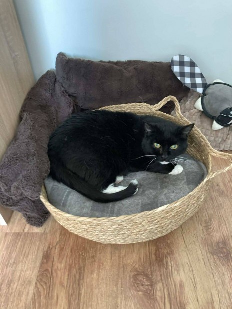 Ivartalan�tott kand�r cica ingyen elvihet�