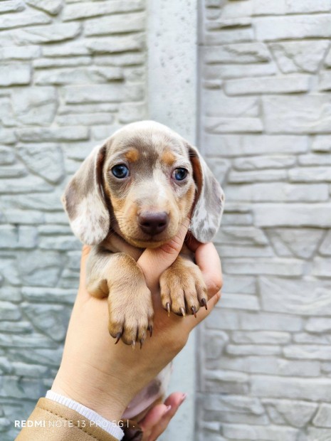 Izabella harlekin fajtatiszta jellegű tacskó kiskutya gazdit keres!