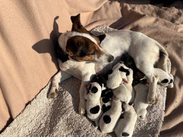 Jack Russel Terrier fajta jelleg klyk kutyk ingyen vihetk 