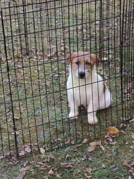 Jack Russel terrier fi