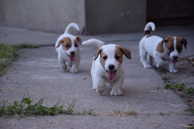 Jack Russel terrier jellegű kölykök