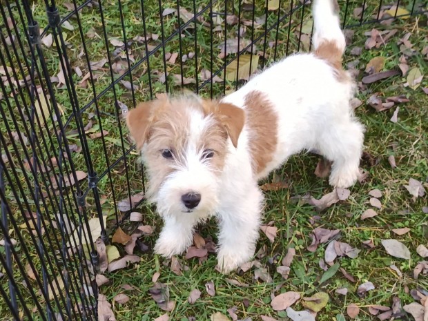 Jack Russel terrier kiskutyk