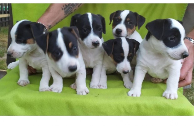 Jack Russell Terrier jellegű kiskutya ingyen elvihető