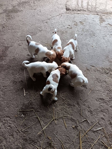 Jack Russell terrier fajtiszta jelleg