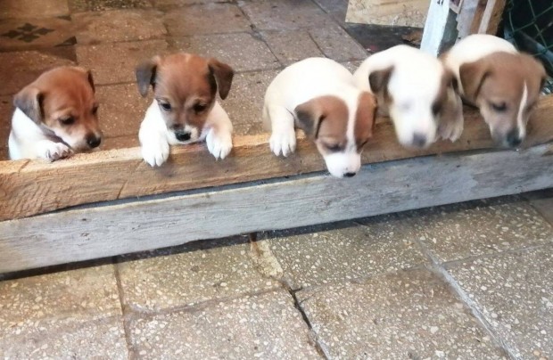 Jack Russzel terrier fajtatisztajelleg kiskutyk ingyen elvihetk