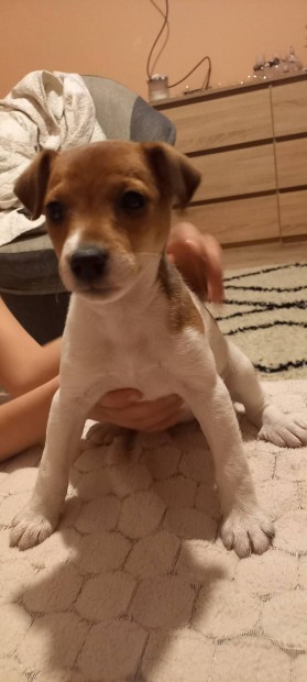 Jack russel fajta jelleg klyk kutya.