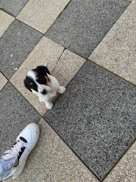 Jack russel fajta jelleg klyk kutyusok.