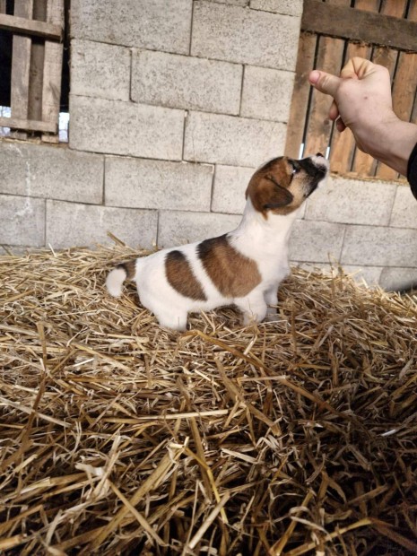 Jack russel fajta tiszta jeleg kiskutyk ingyen elvihetk