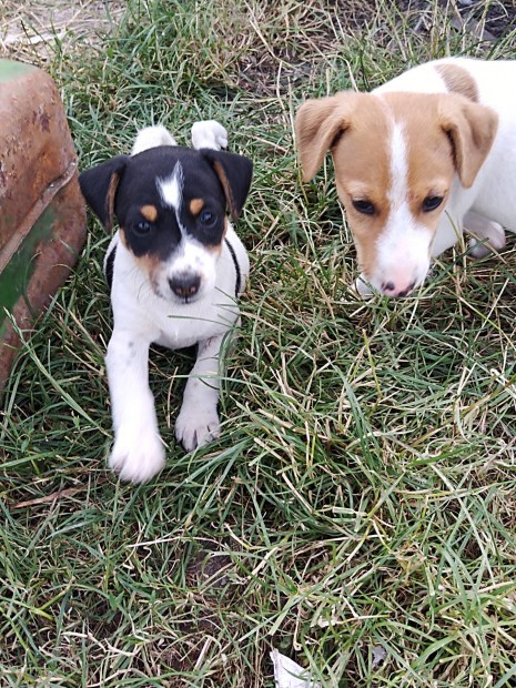 Jack russel ingyen elvihet. 