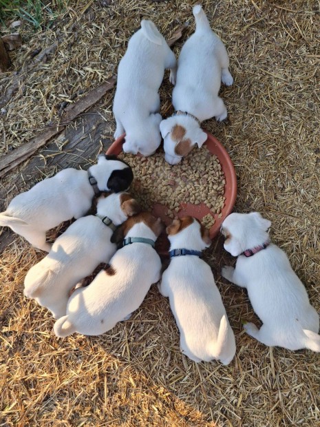 Jack russel jellegű kiskutyák ingyen elvihetők