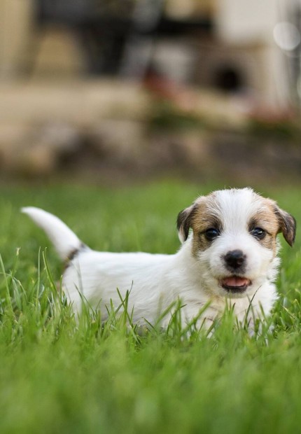 Jack russel terrier fajta jellegű kiskutyák gazdit keresnek