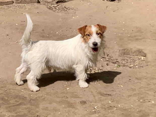 Jack russel terrier fiatal kan