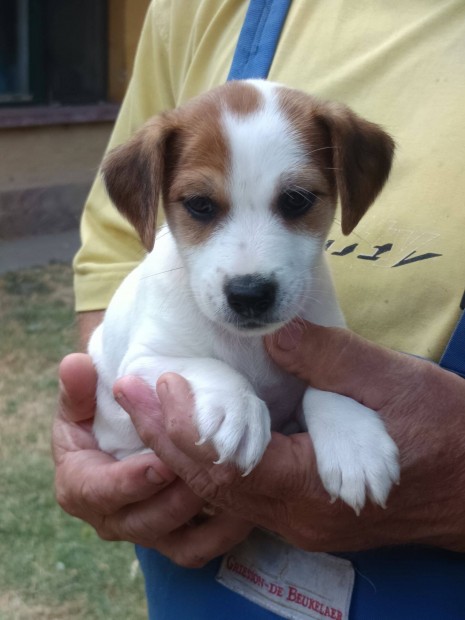Jack russel terrier kiskutyák