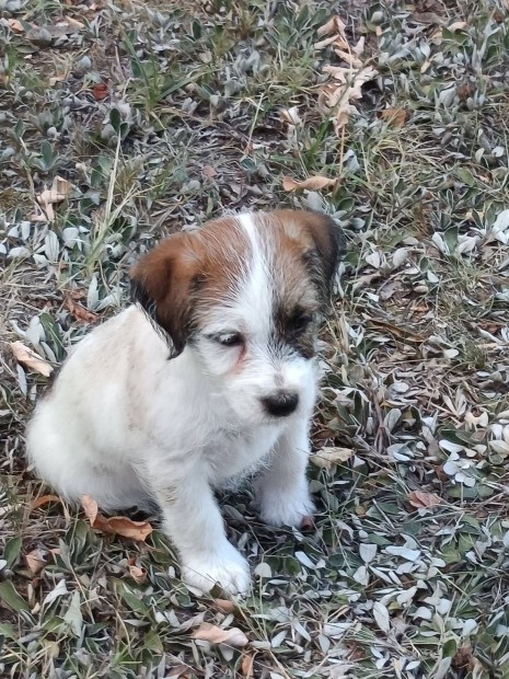 Jack russel terrier kiskutyk