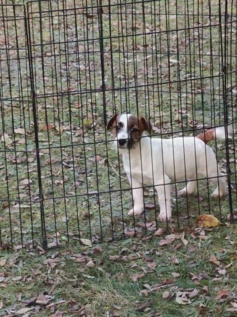 Jack russel terrier kiskutyk