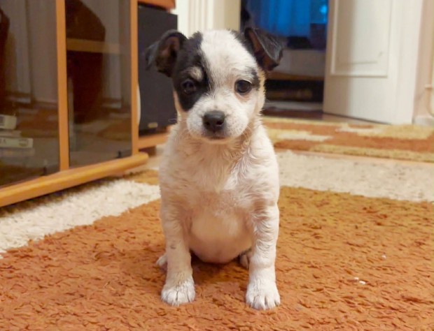 Jack russel terrier kiskuty�k fajtatiszta jelleg�