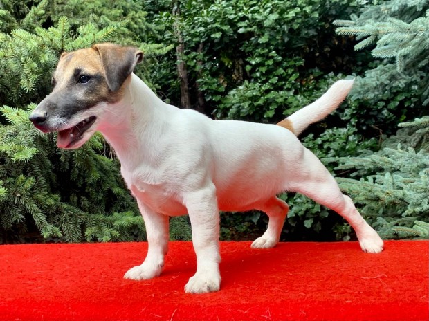 Jack russell terrier (russel)
