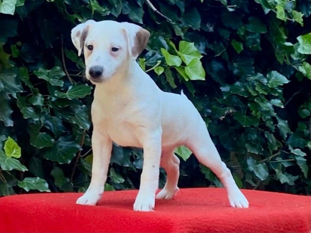 Jack russell terrier (russel)