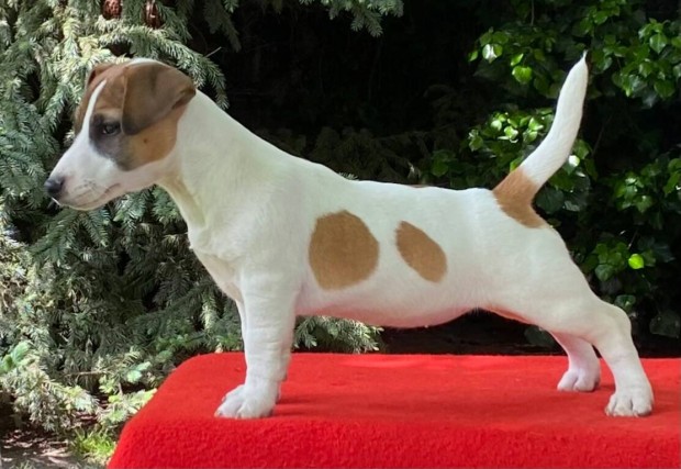 Jack russell terrier(russel)
