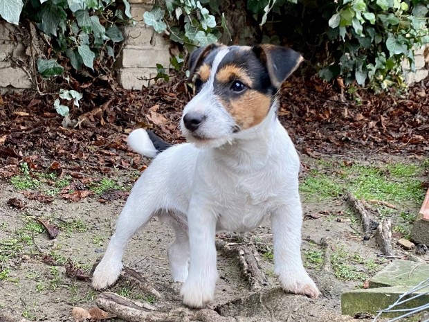 Jack russell terrier(russel)