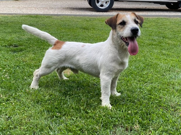 Jack russell terrier(russel)