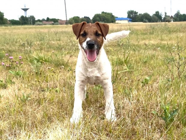 Jack russell terrier(russel)