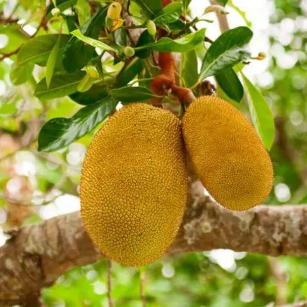 Jackfruit, jkafa (Artocarpus heterophyllus) nvny elad