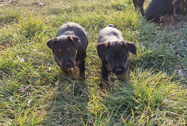 Jagd terrier jelleg kiskutyk ingyen elvihetek 