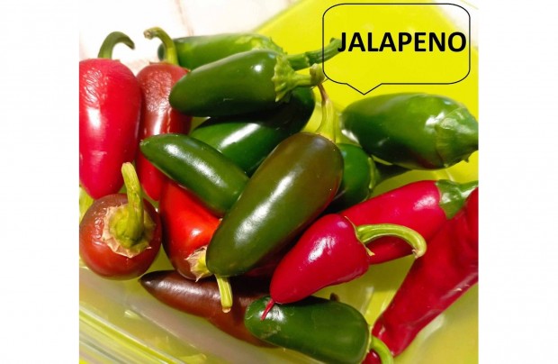 Jalapeno Chili (Hagyomnyos chilik, paradicsom, flia, tulipn)