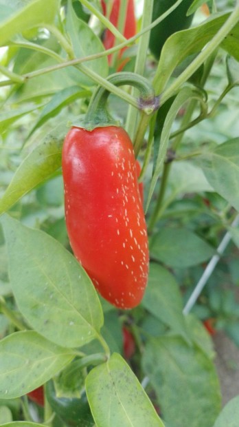 Jalapeno Chili paprika 