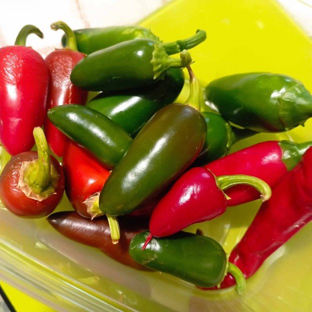 Jalapeno chili csomag 100 gr, Terms!!! (musktli, flia, paprika)