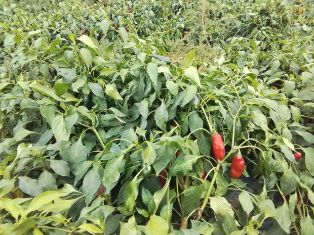 Jalapeno chili paprika