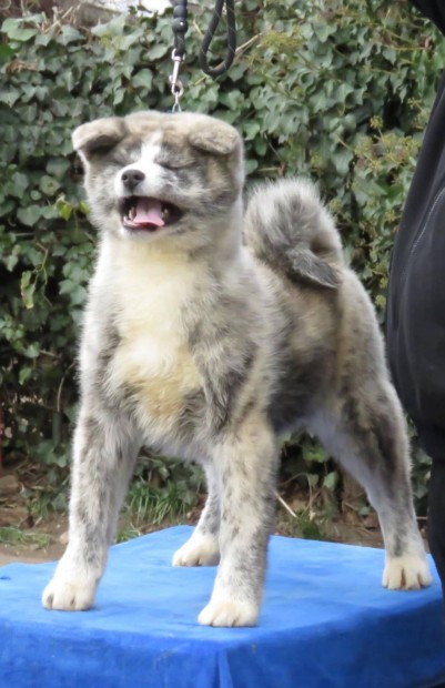 Japn Akita Inu