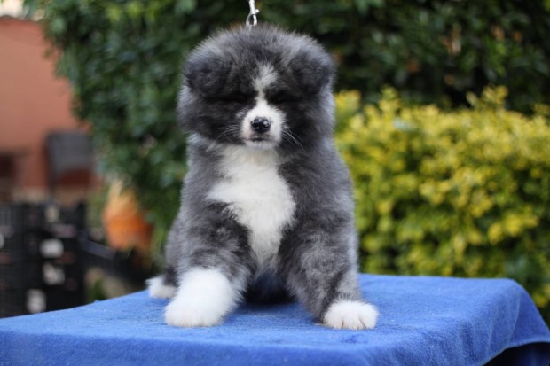 Japán Akita Inu