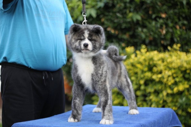 Japán Akita Inu