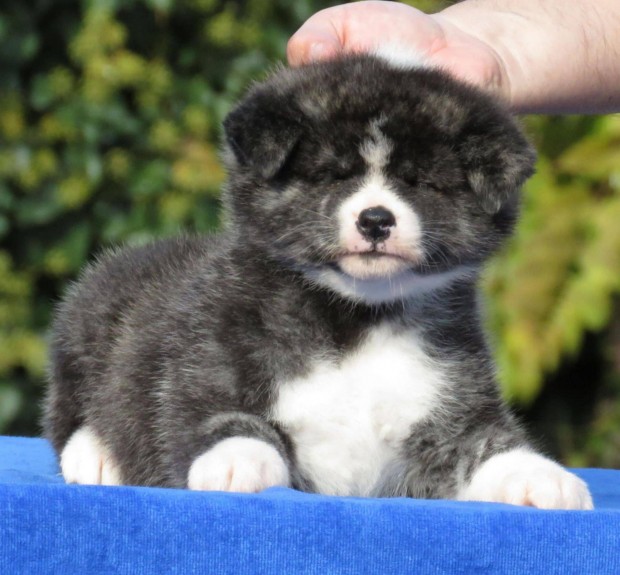 Japn Akita Inu kiskutyk