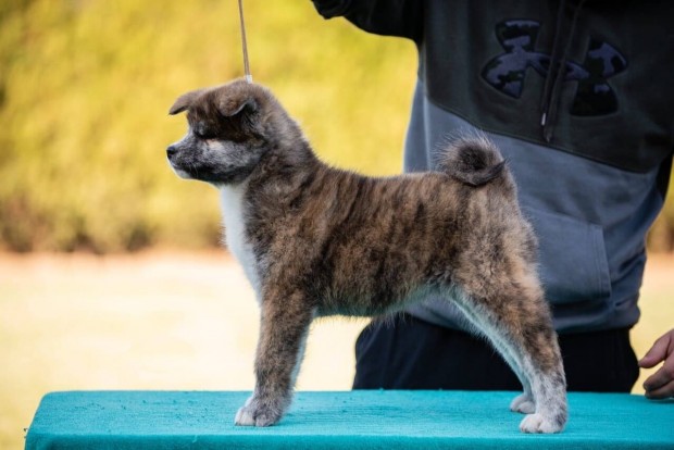 Japn Akita Inu kiskutyk